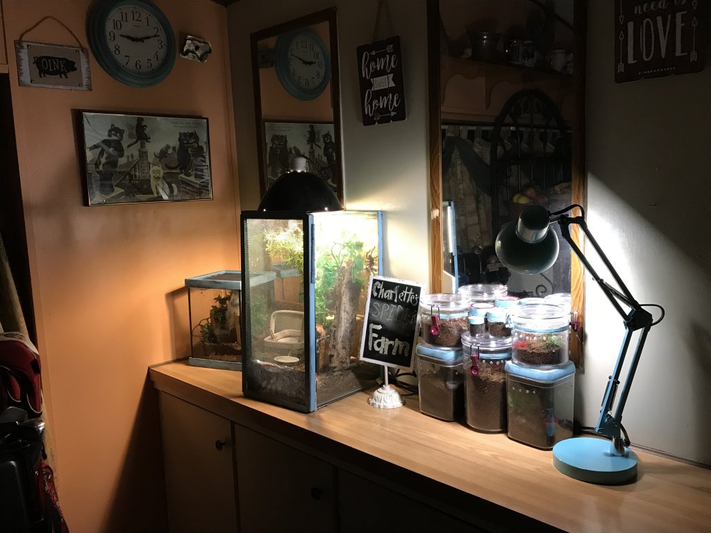 Before Rehouseing