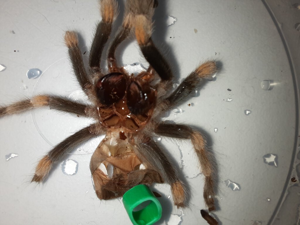 Bela - B hamorii - moult 02.jpg