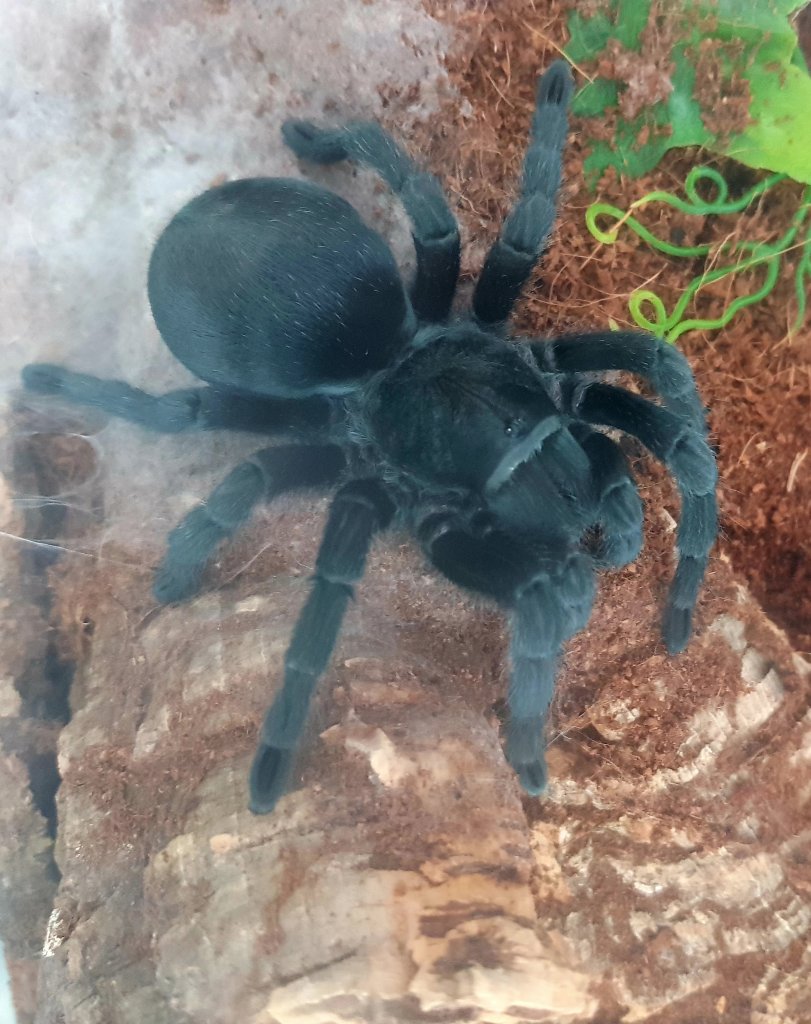 Bella the Pulchra