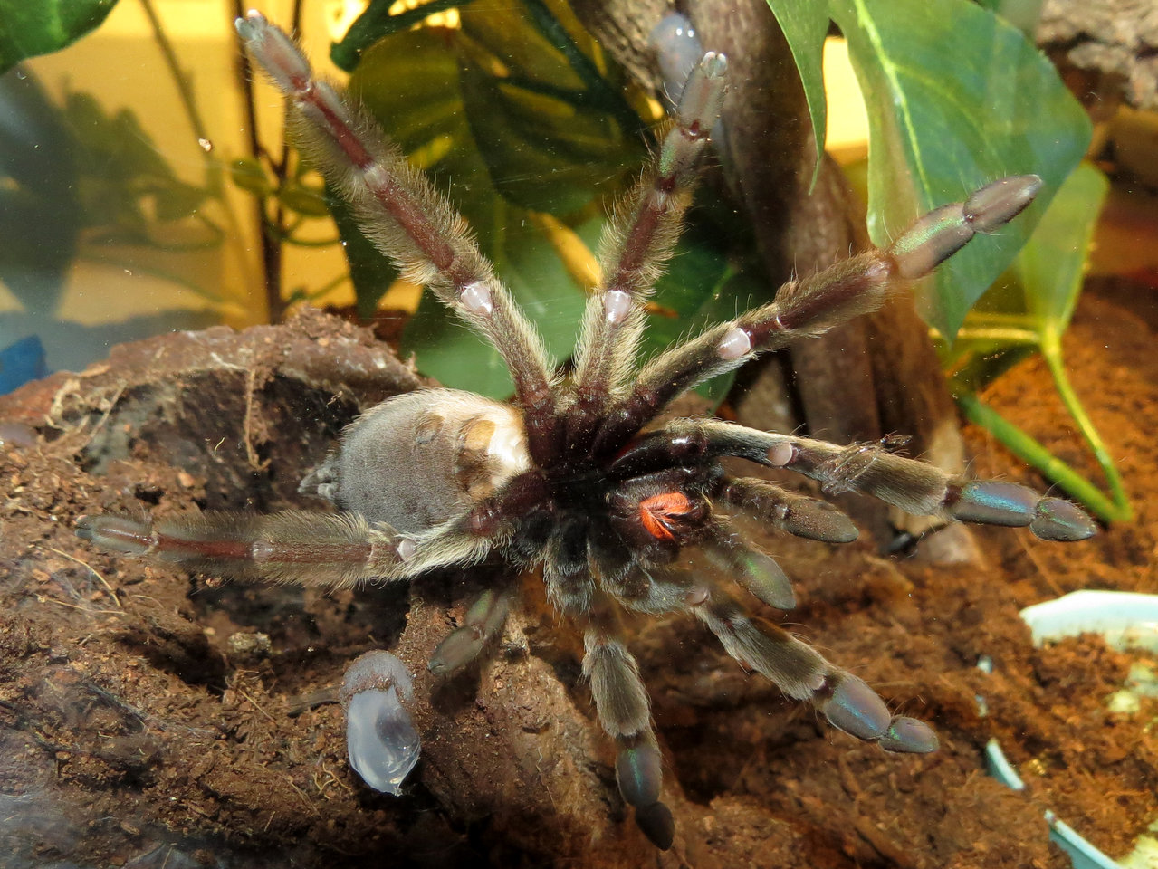 Bellyache (♀ Psalmopoeus cambridgei 4.5")