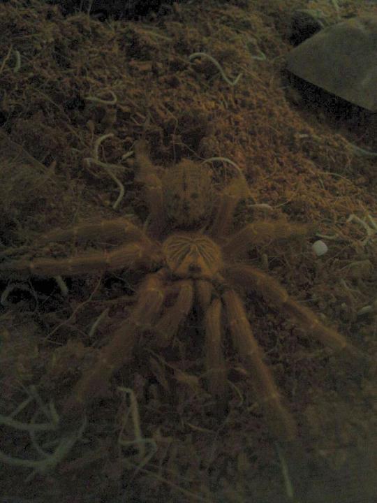 Berniece P.Murinus 5.5&quot; male