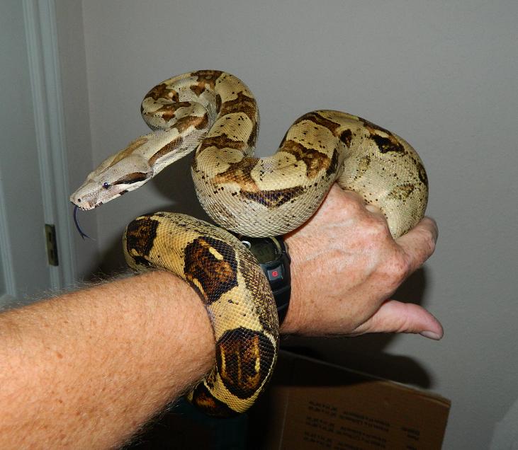 Bertha the Columbian boa 1 day post shed