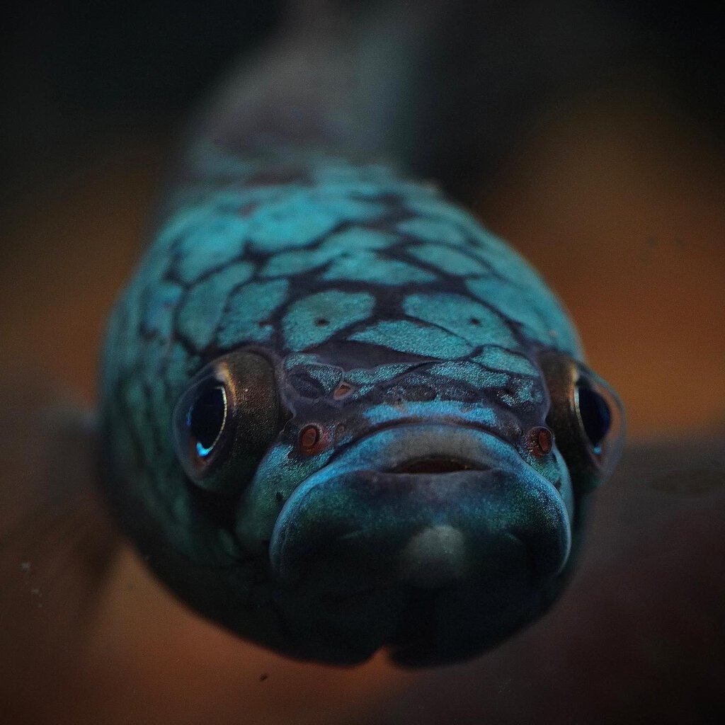 Betta antuta male