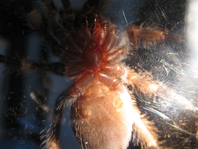 Better pic of 2.5" B.smithi....M or F?