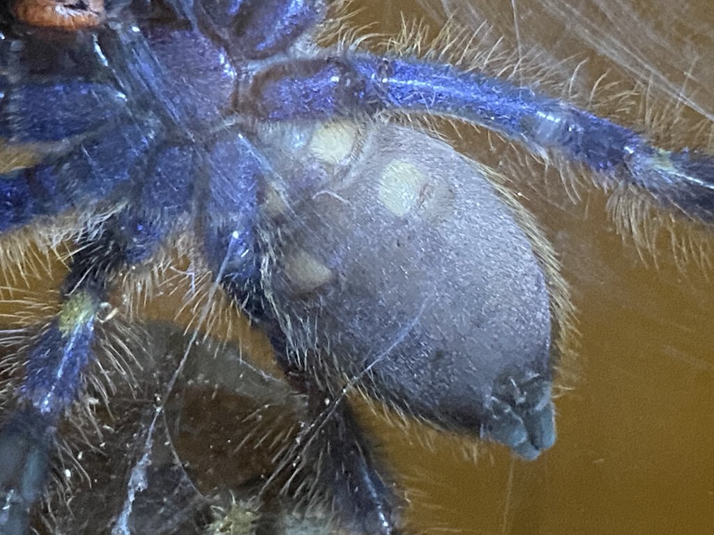 Better shot of Poecilotheria Metallica 2 Male or Female [2/2]