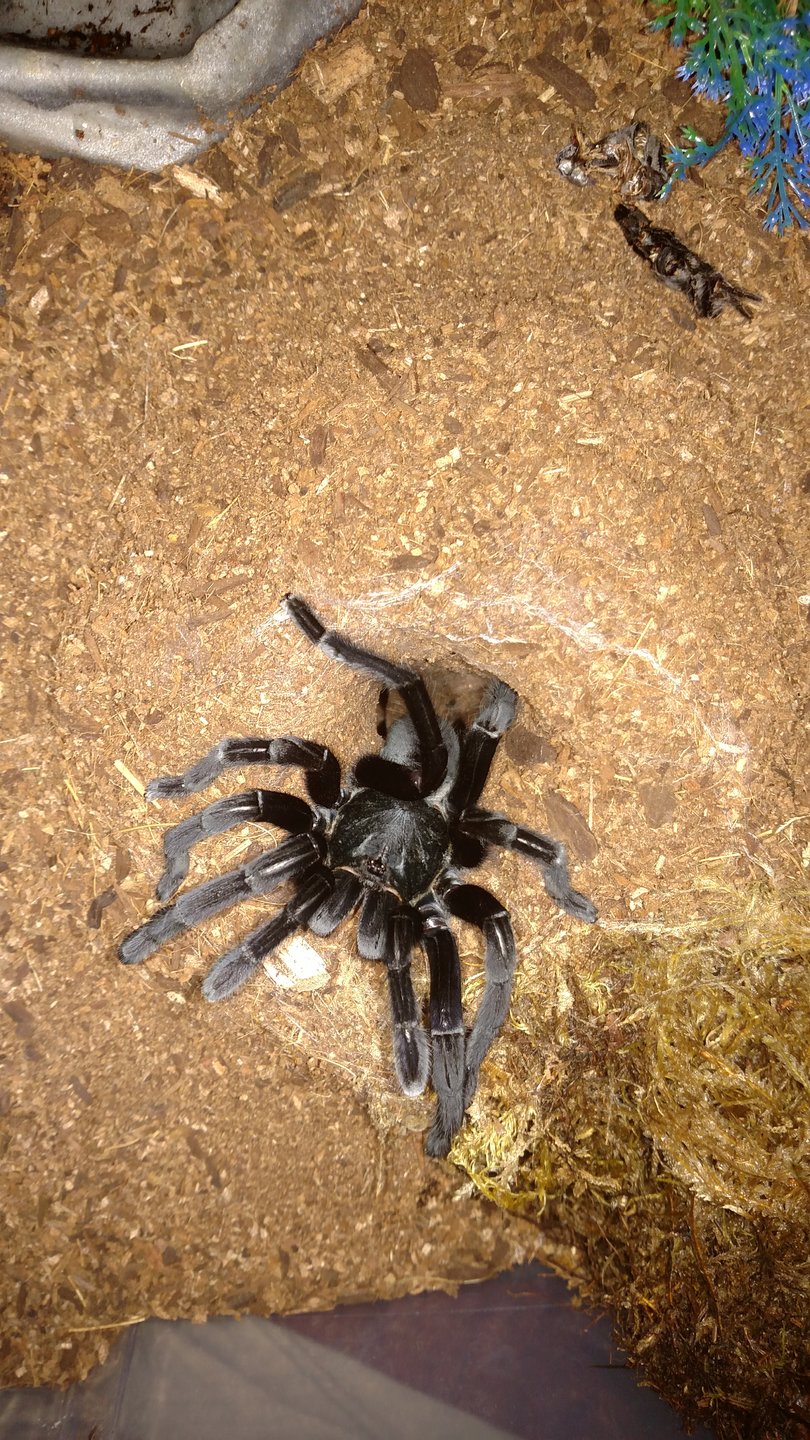 Big black minax