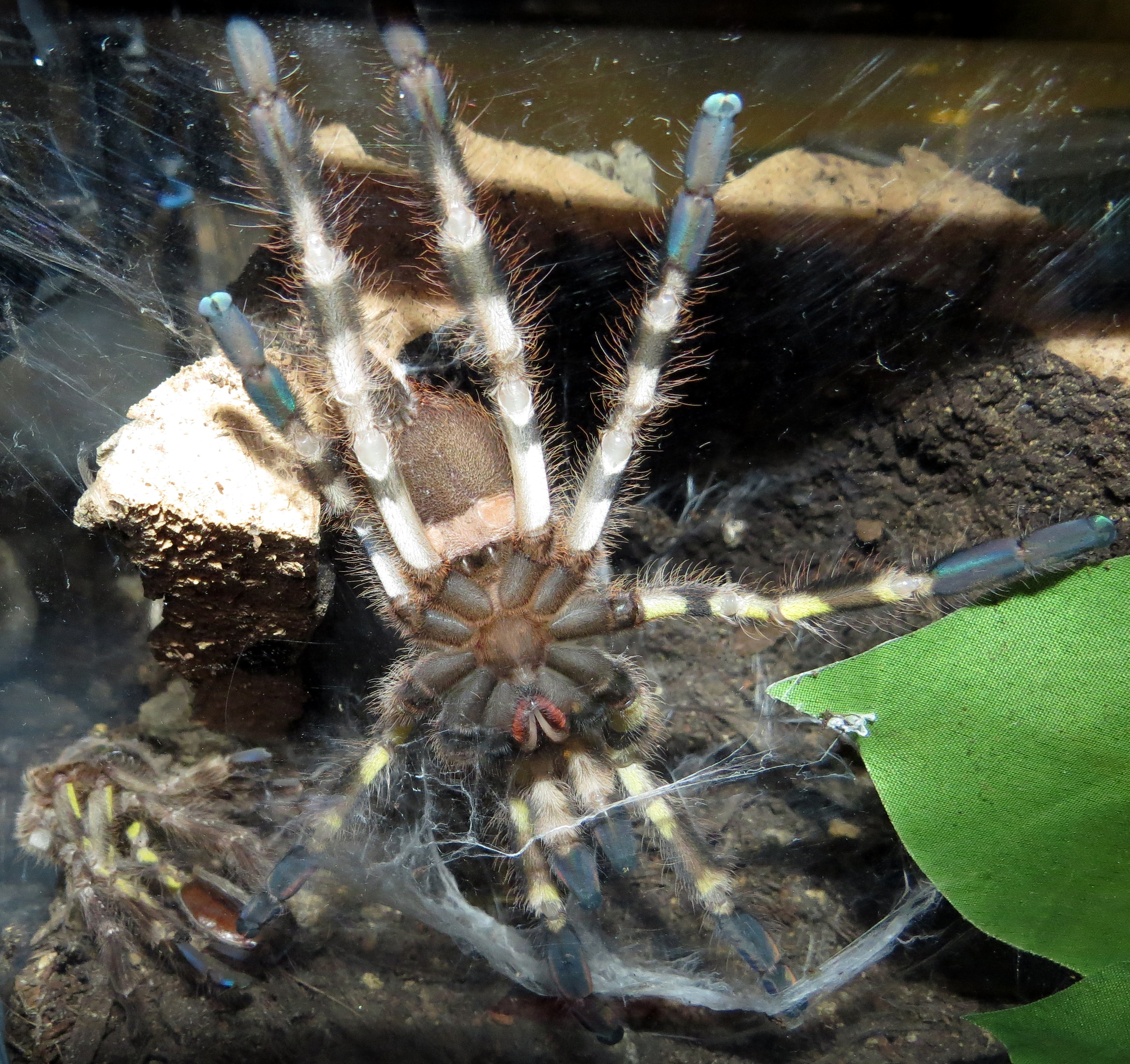 Big Boy (♂ Poecilotheria regalis 5")