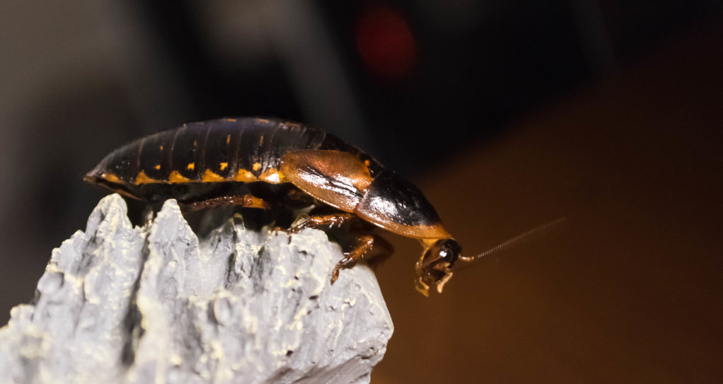 Big female Blaptica dubia