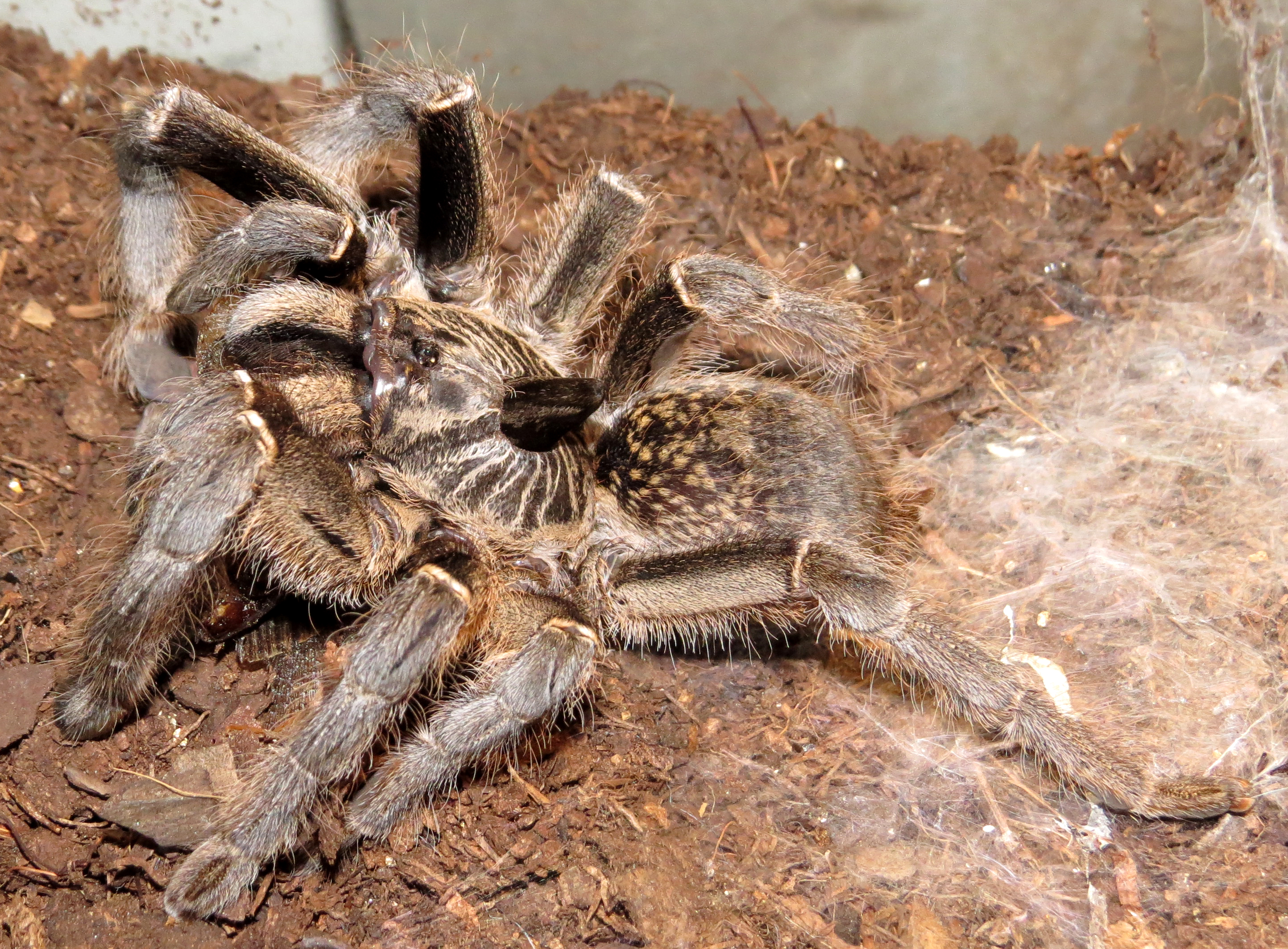 Big Game Hunter (♀ Ceratogyrus marshalli 5")