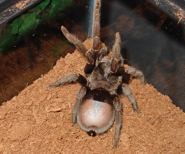 Big Grammostola pulchra girl in need of moult.