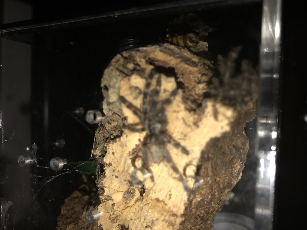 Big growth for P. regalis sling