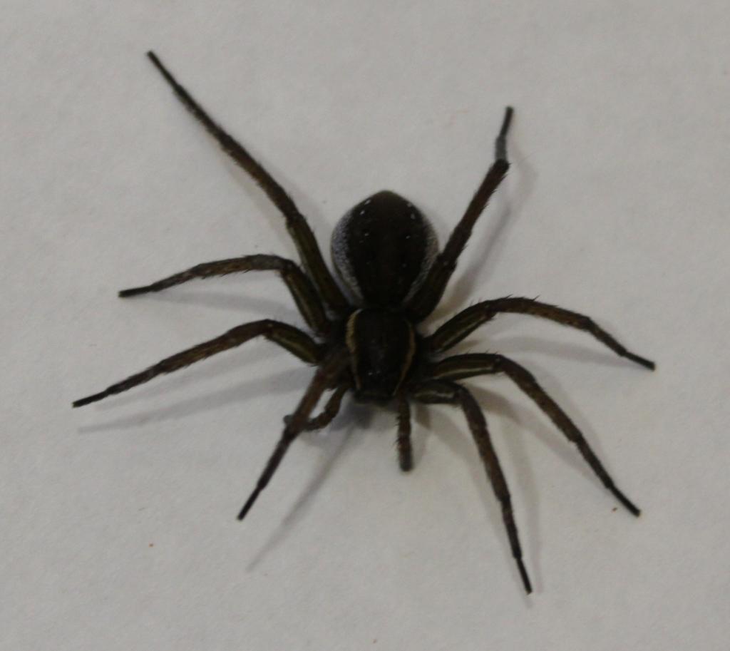 Big Nasty Spider 143a