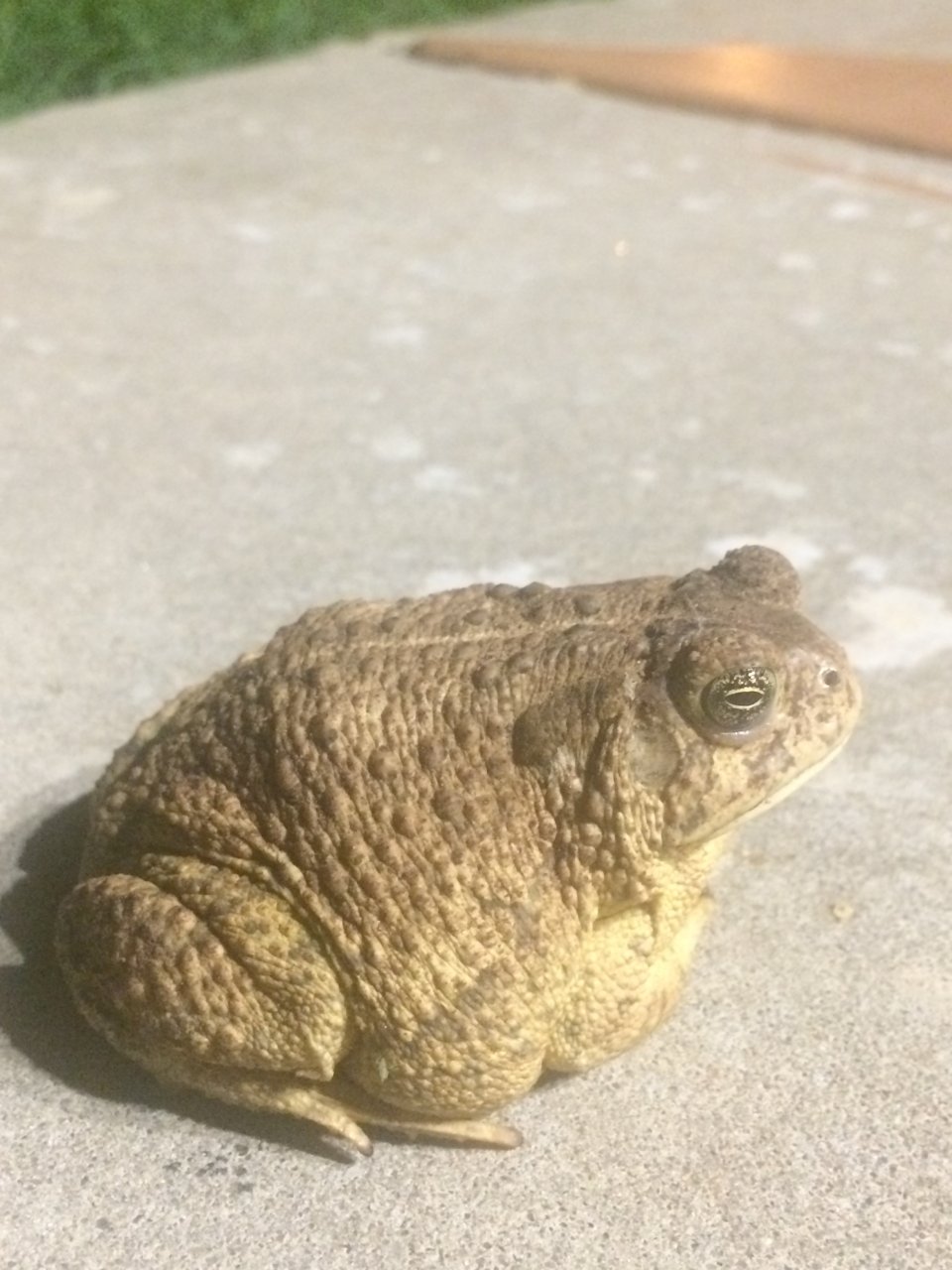 Big ol' Toad 2