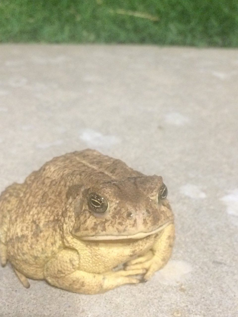 Big ol' Toad 3