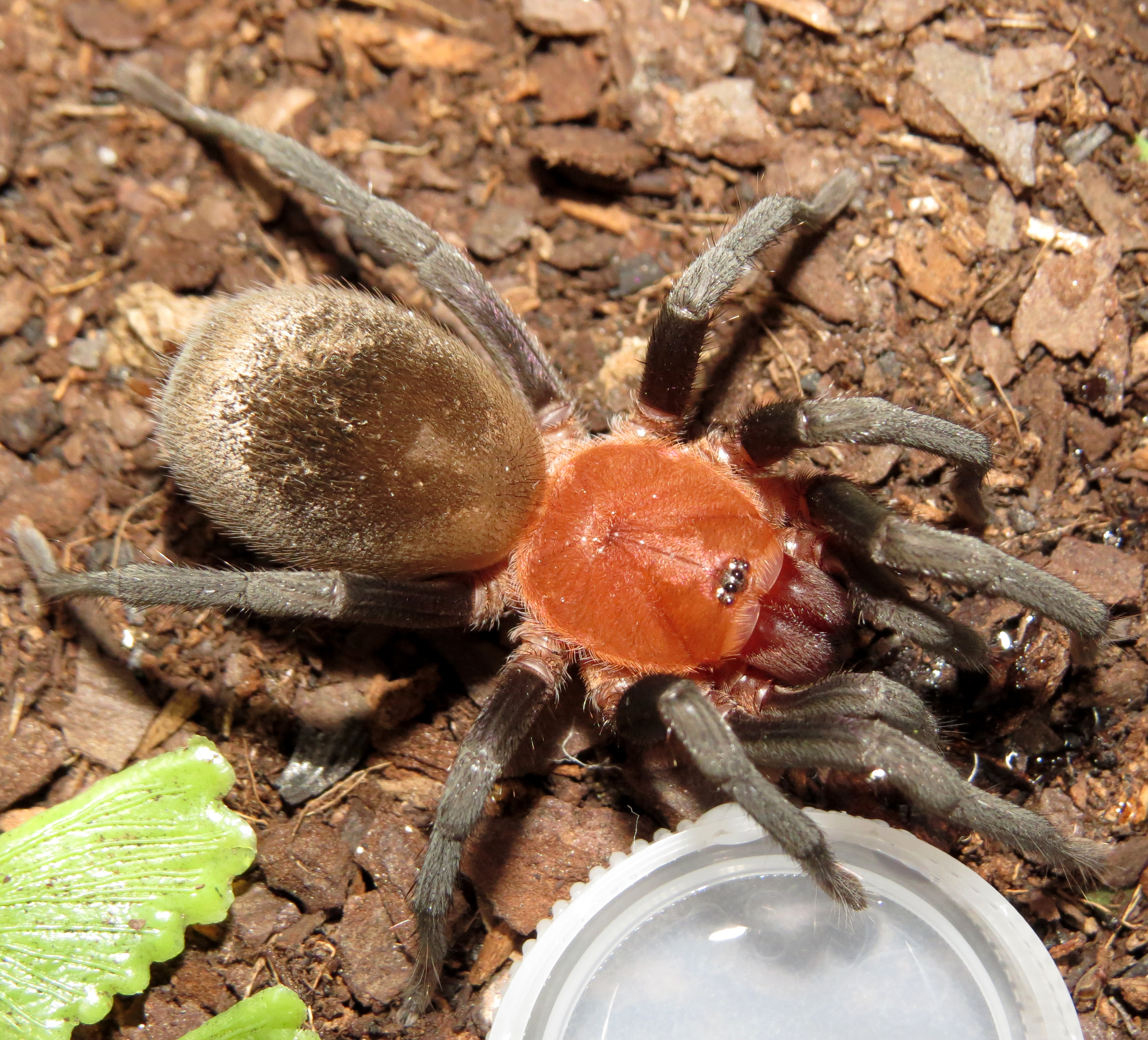 Big Red (♂ Bumba horrida 2.25")