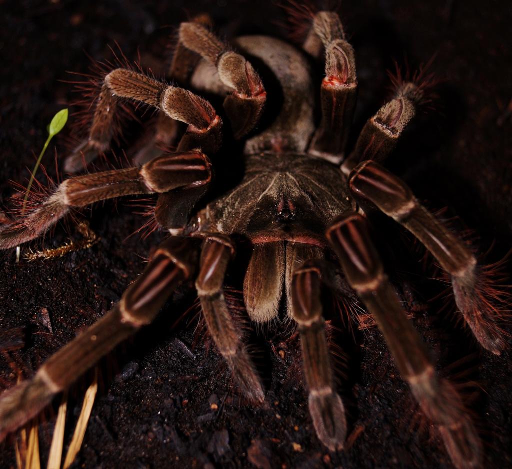 Biggie - T. stirmi