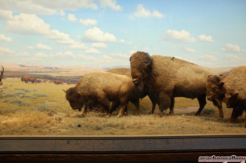 Bison diorama