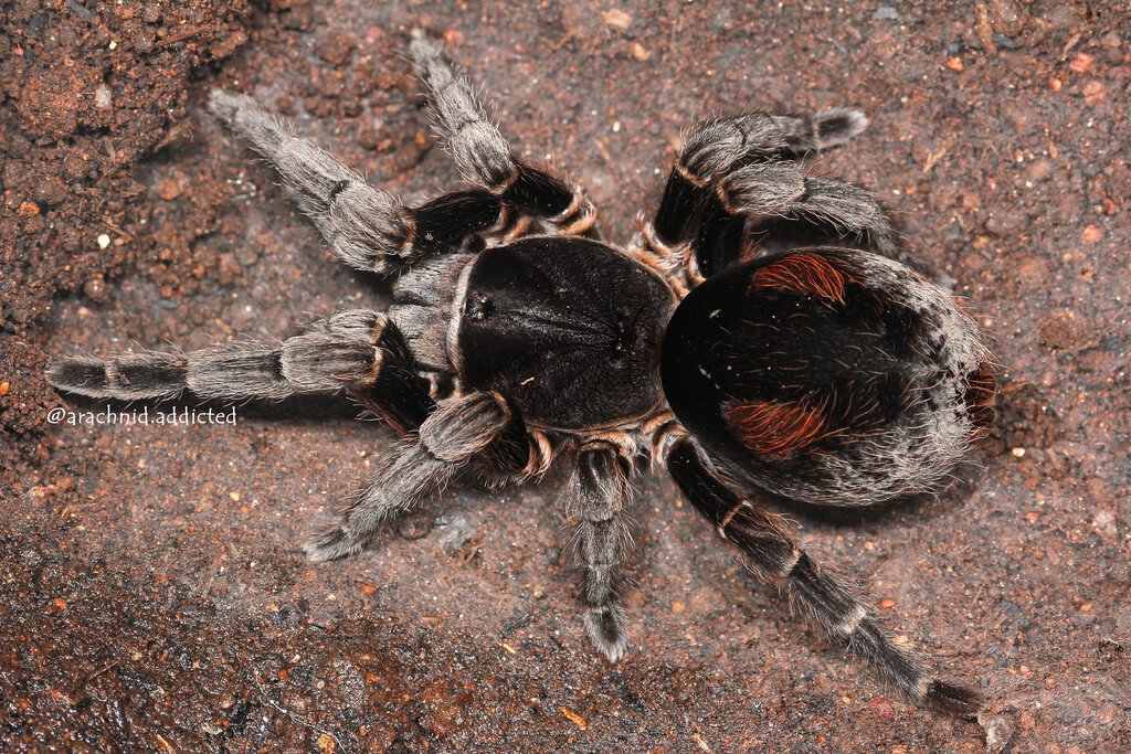 Bistriopelma matuskai.