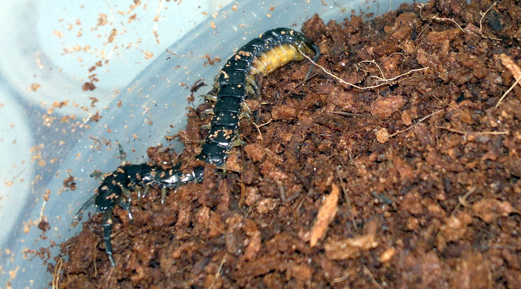 Black garden centipede eating a mealworm