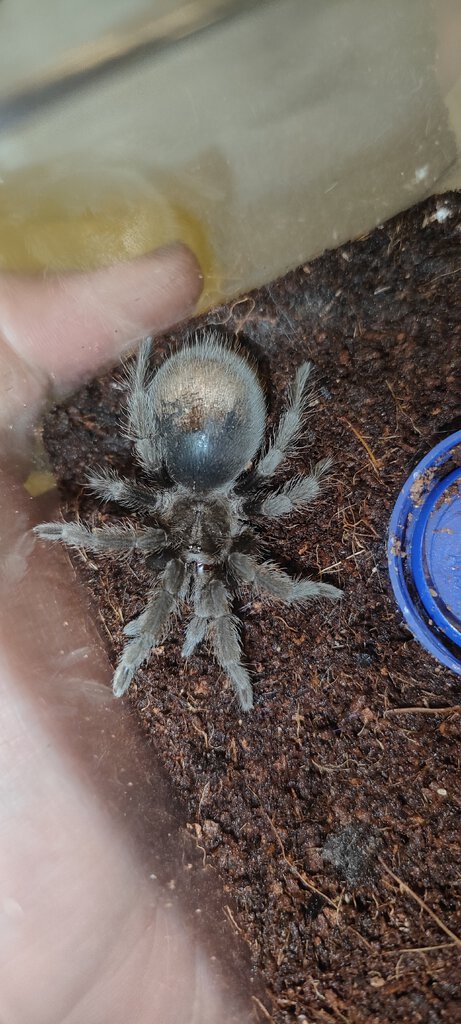 Black Noir (♂ Grammostola pulchra 2inch")