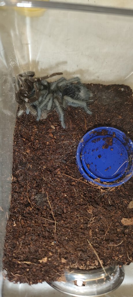 Black Noir (♂ Grammostola pulchra )