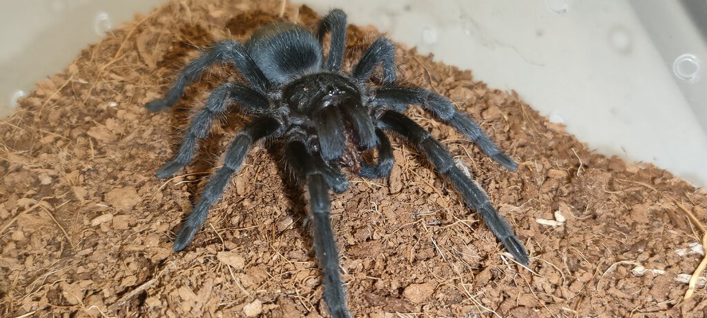 Black Noir (♂ Grammostola pulchra )