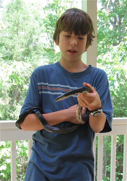 Black Rat Snake