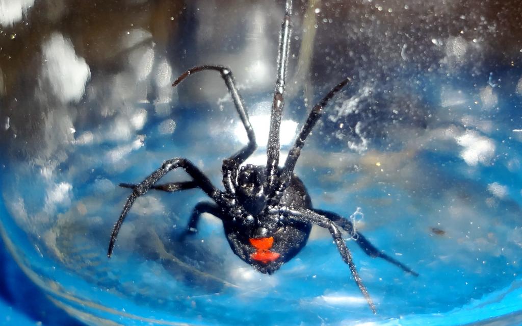 Black Widow