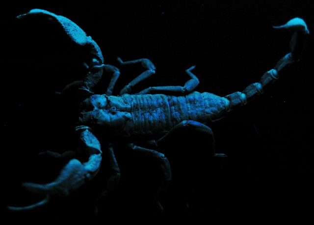 Blacklight P. Imperator