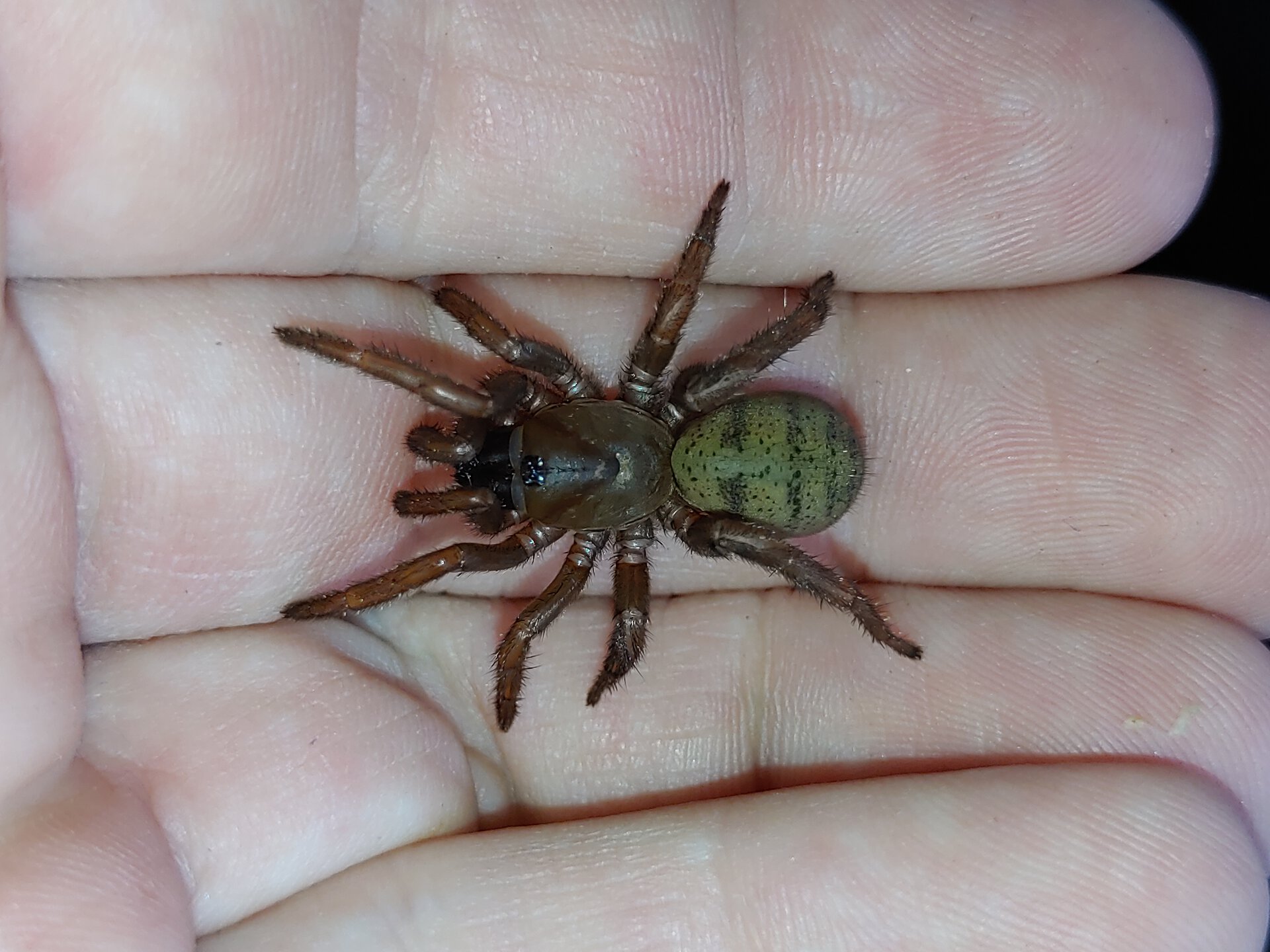 Blakistonia sp. Flinders ranges 1