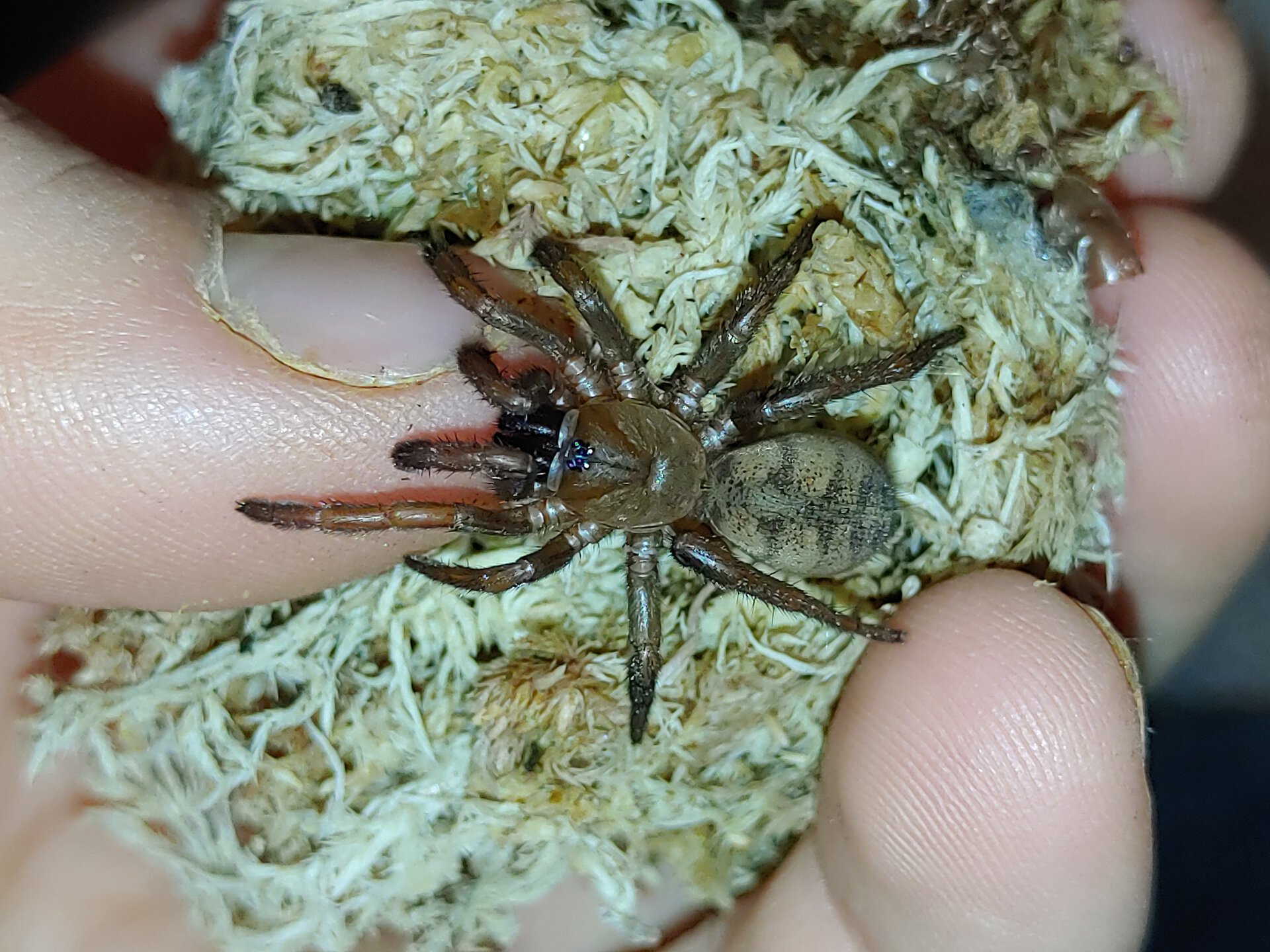 Blakistonia sp. Flinders Ranges 1