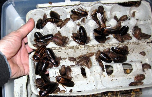 Blaptica dubia roaches