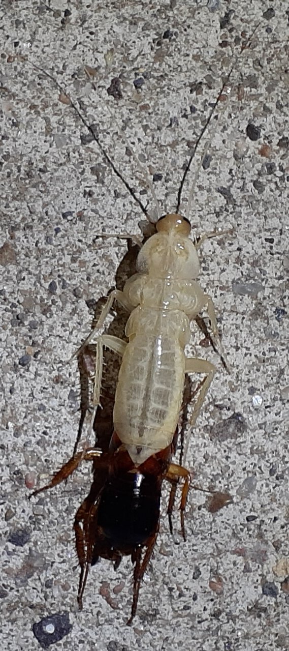 Blatta orientalis - Oriental Roach - Molting