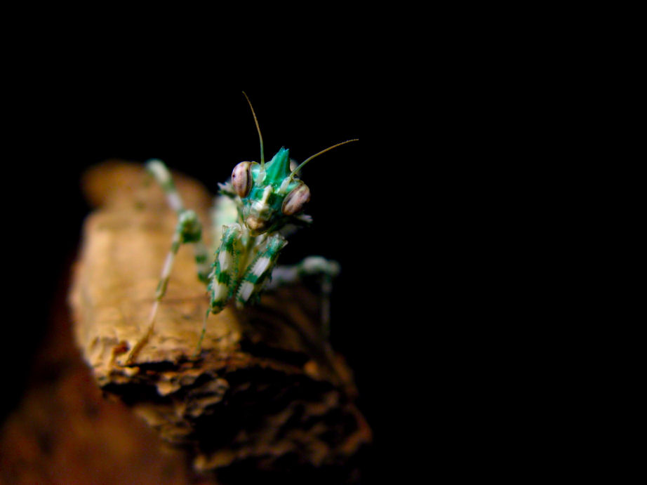 Blepharopsis mendica (Egyptian Flower Mantis)