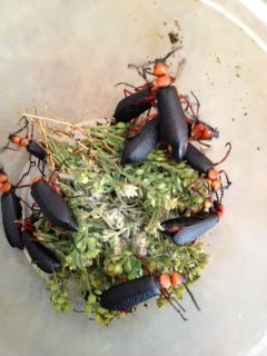 Blister Beetles