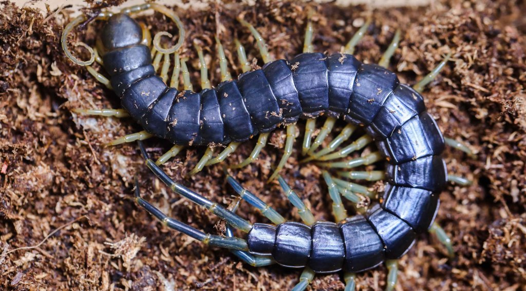 Blue Centipede