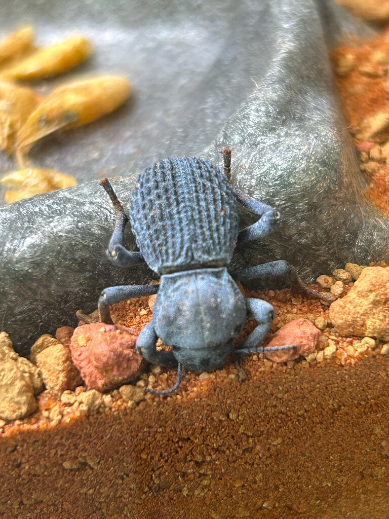 Blue death feigning beetle sleeping