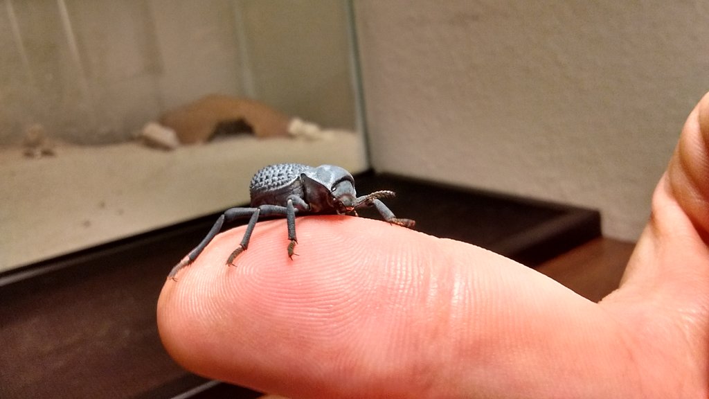 Blue Death Feigning Beetle