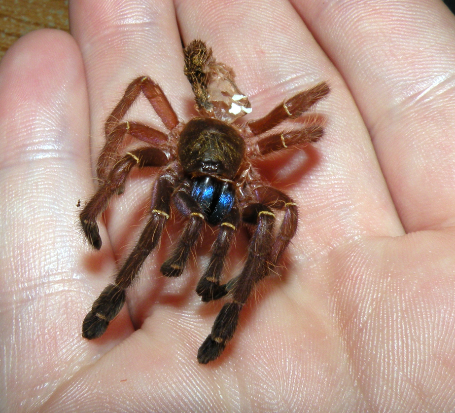 Blue Fang molt