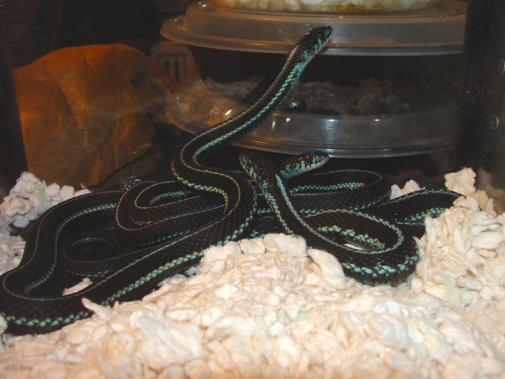 Blue Garter Snakes