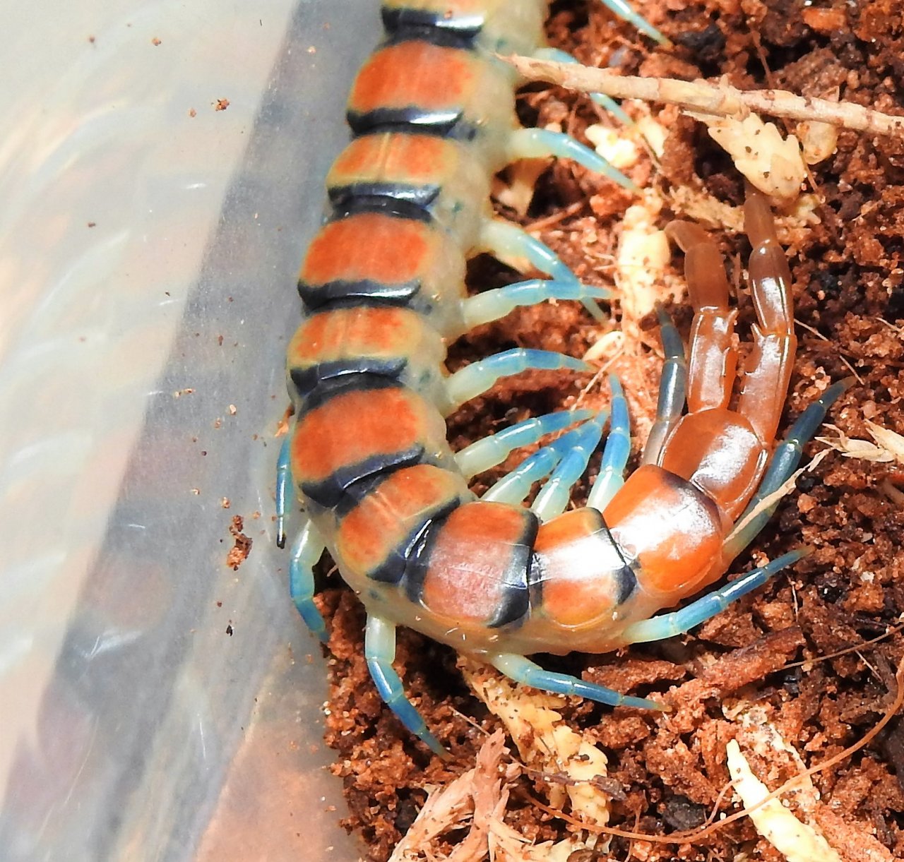 Blue-legged Scolopendra morsitans.