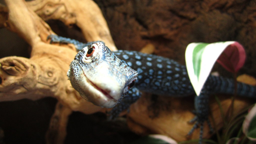 blue tree monitor