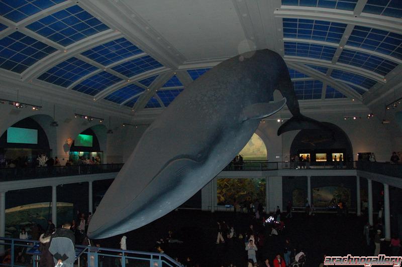 Blue whale diorama