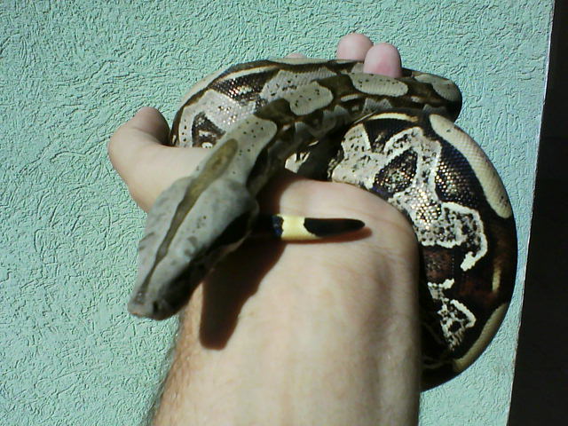 Boa Constrictor Constrictor