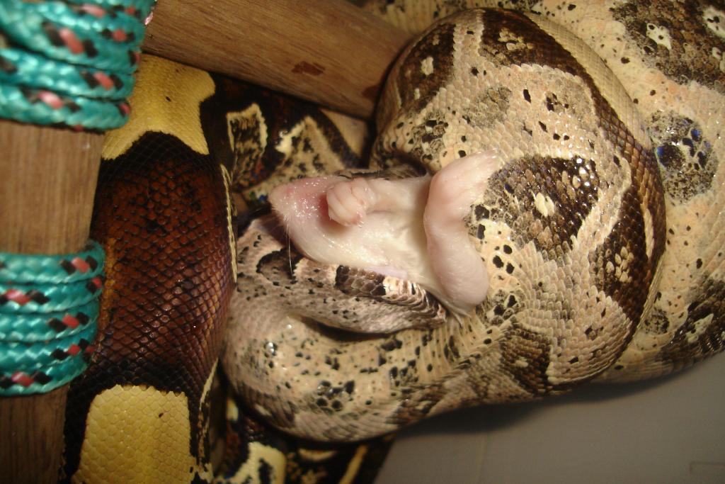 Boa Constrictor Constrictor