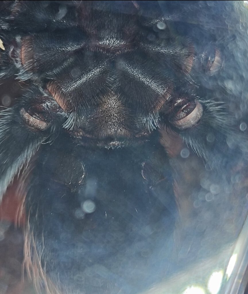 boehmei.jpg