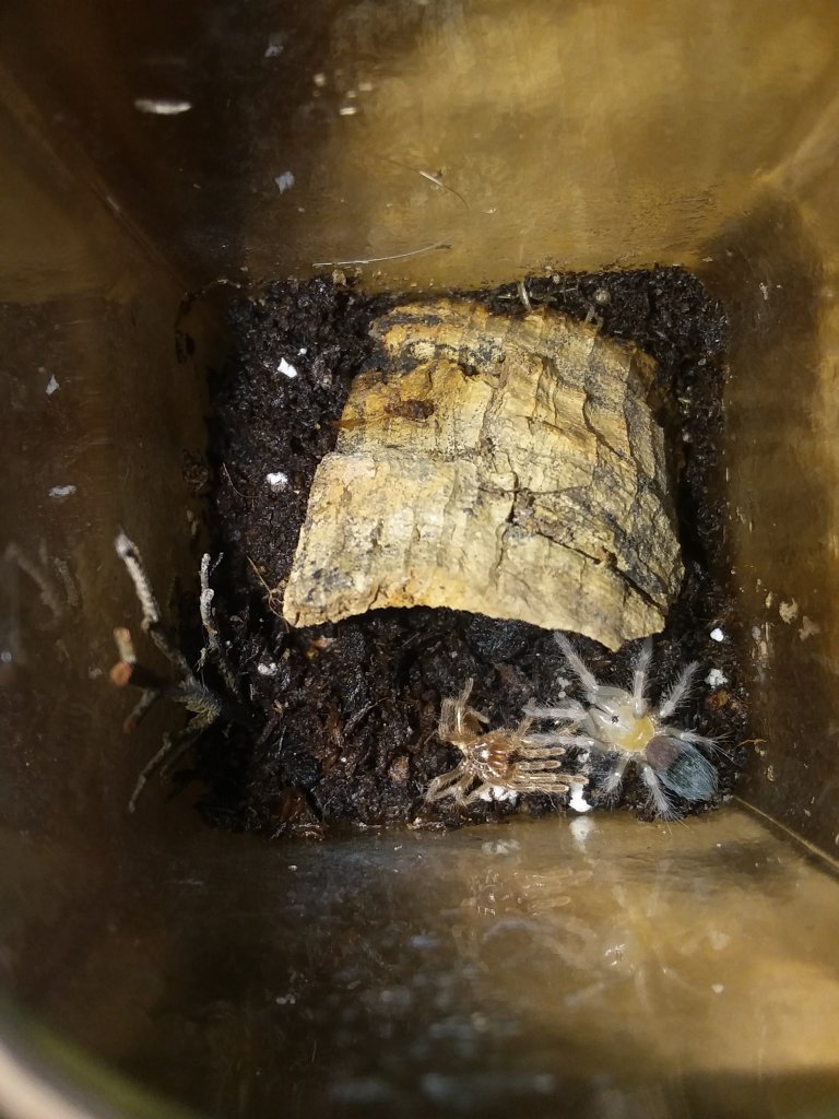 Boehmei Molt