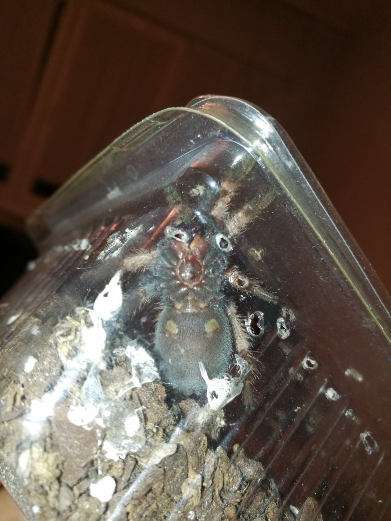 Boehmei sexing (no molt)