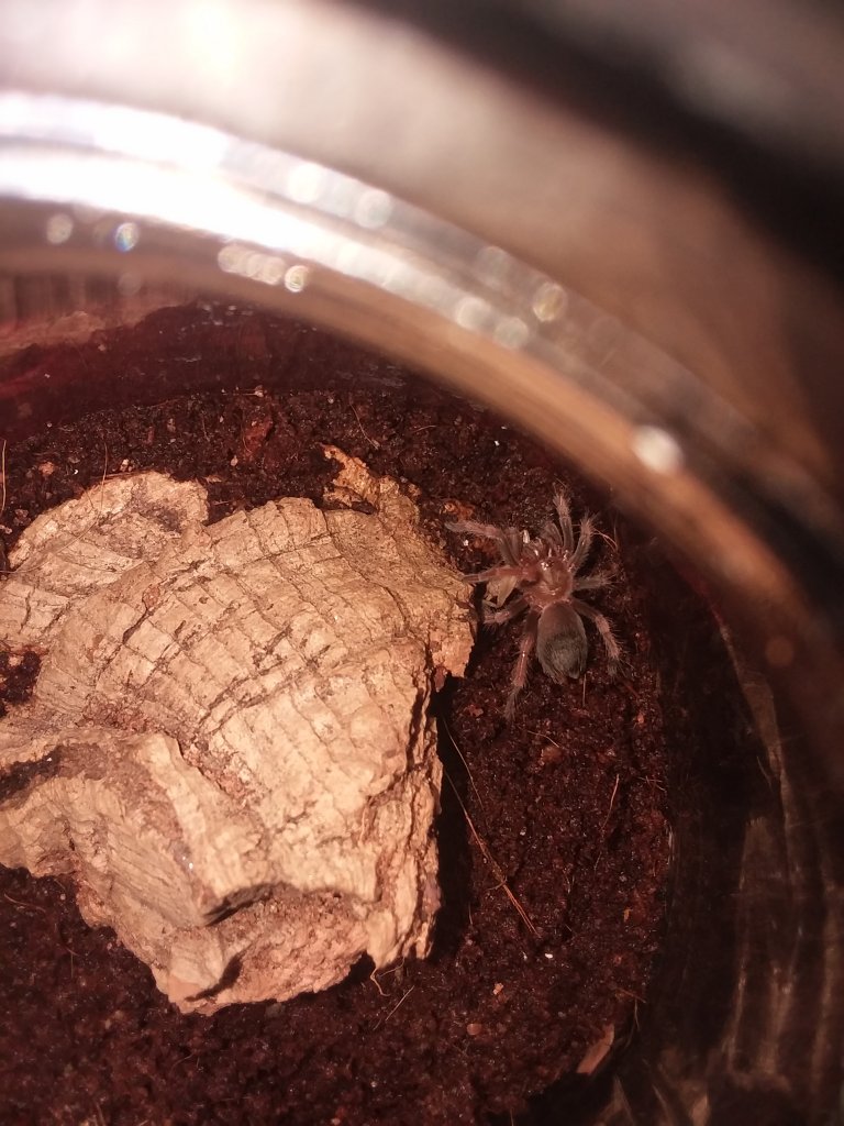 Boehmei Sling Munchin