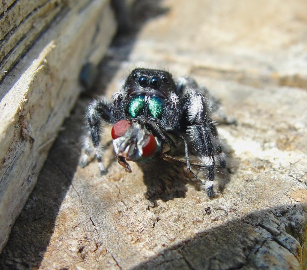 Bold Jumping Spider eating fly